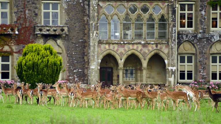 Deer herd in garden outside Dinefwr Castle, Carmarthenshire, Wales